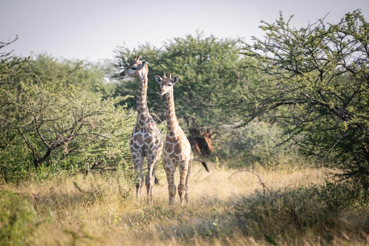 Frans Indongo Lodge โอชิวารองโก ภายนอก รูปภาพ