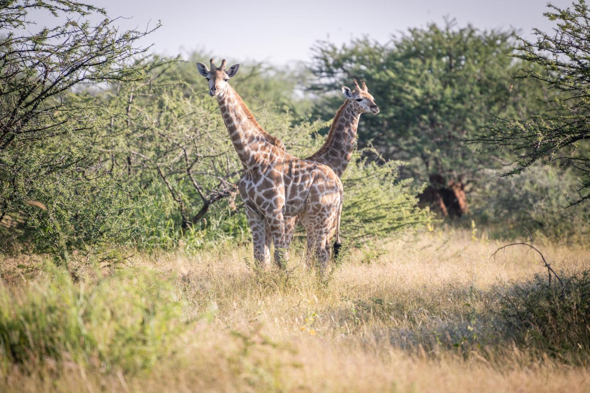 Frans Indongo Lodge โอชิวารองโก ภายนอก รูปภาพ