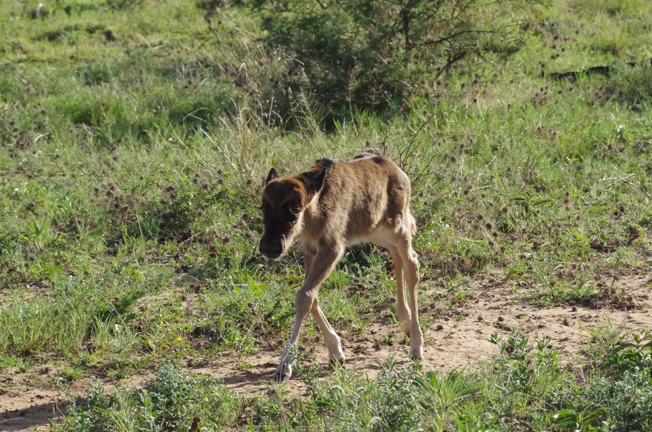 Frans Indongo Lodge โอชิวารองโก ภายนอก รูปภาพ