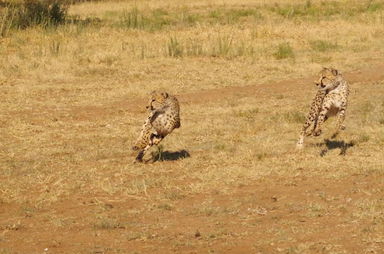 Frans Indongo Lodge โอชิวารองโก ภายนอก รูปภาพ